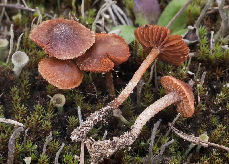 Cortinarius parvannulatus